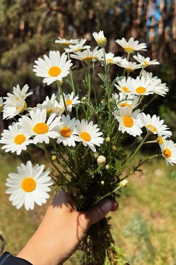 🌼🌼🌼Ежегодно 8 июля в Российской Федерации отмечается День семьи, любви и верности - праздник, свя