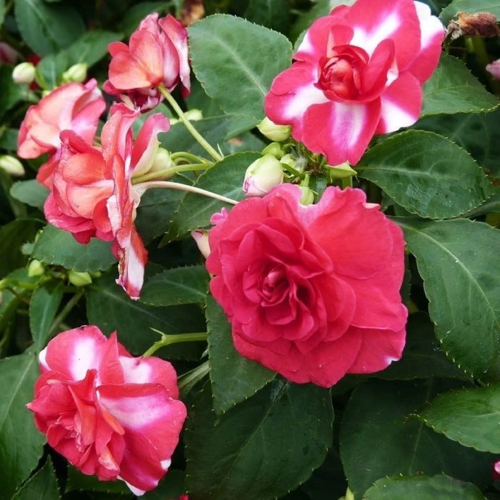 БАЛЬЗАМИН УОЛЛЕРА🌸