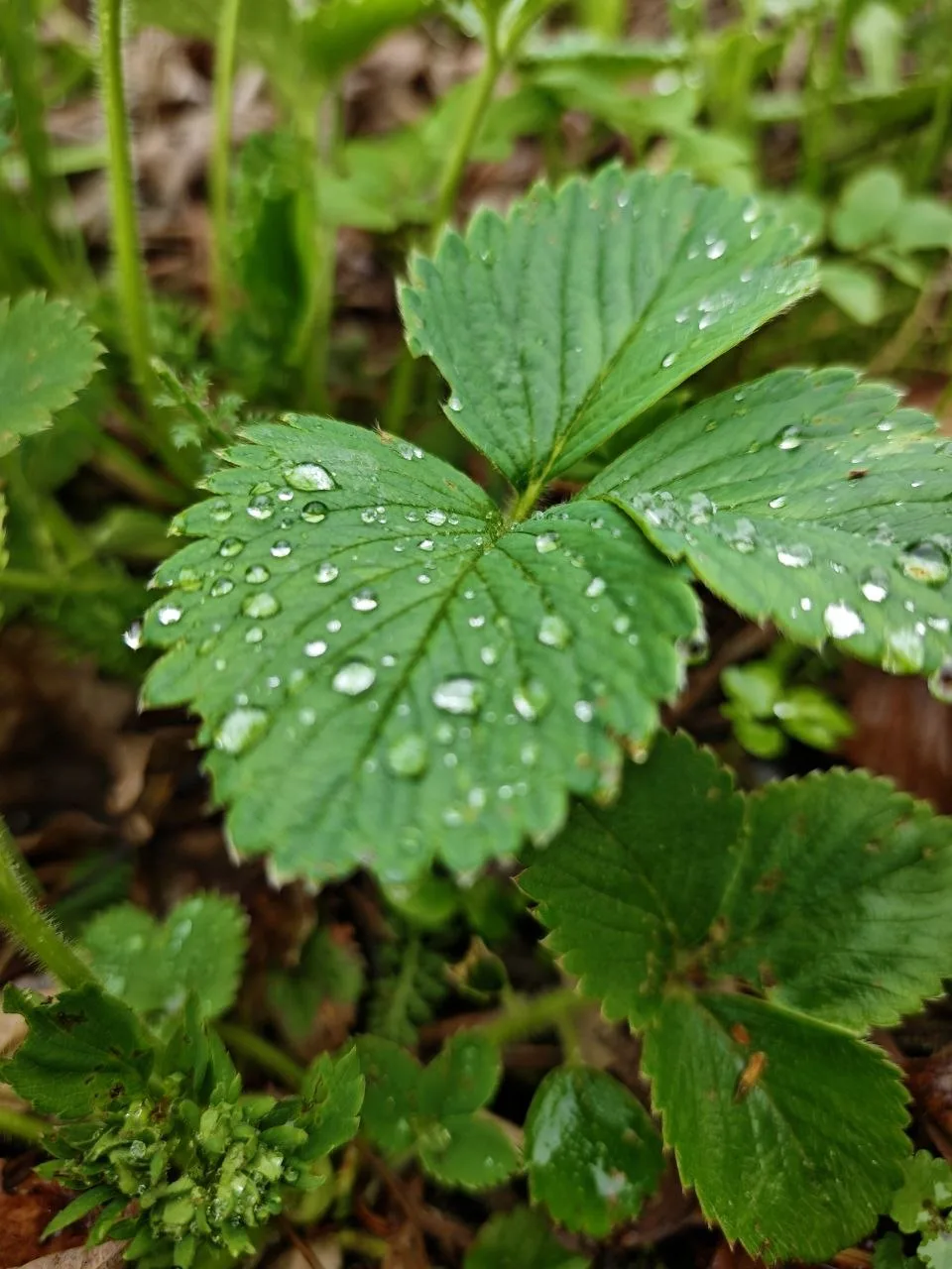 В мае даже дождливое утро бывает прекрасным.☘️