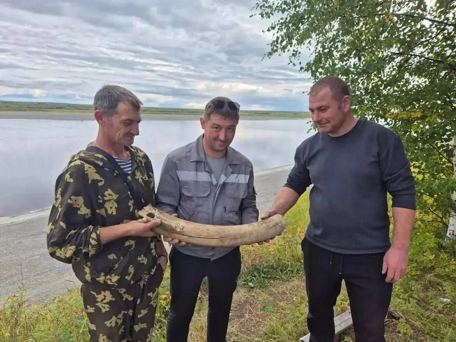🦣  Бивень мамонта найден на севере Красноярского края