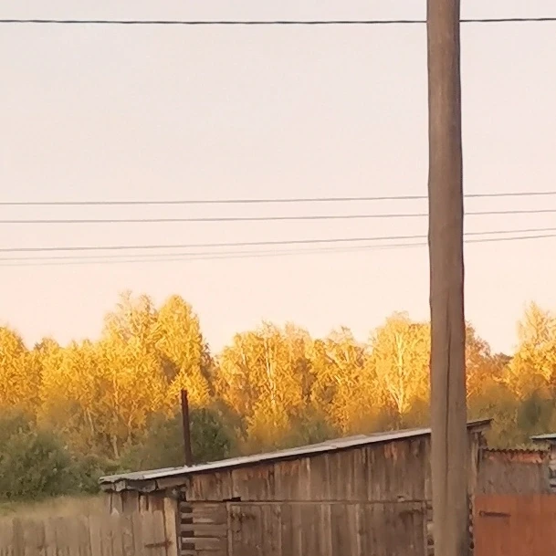 Лес в тёплых лучах уходящего дня 🌅