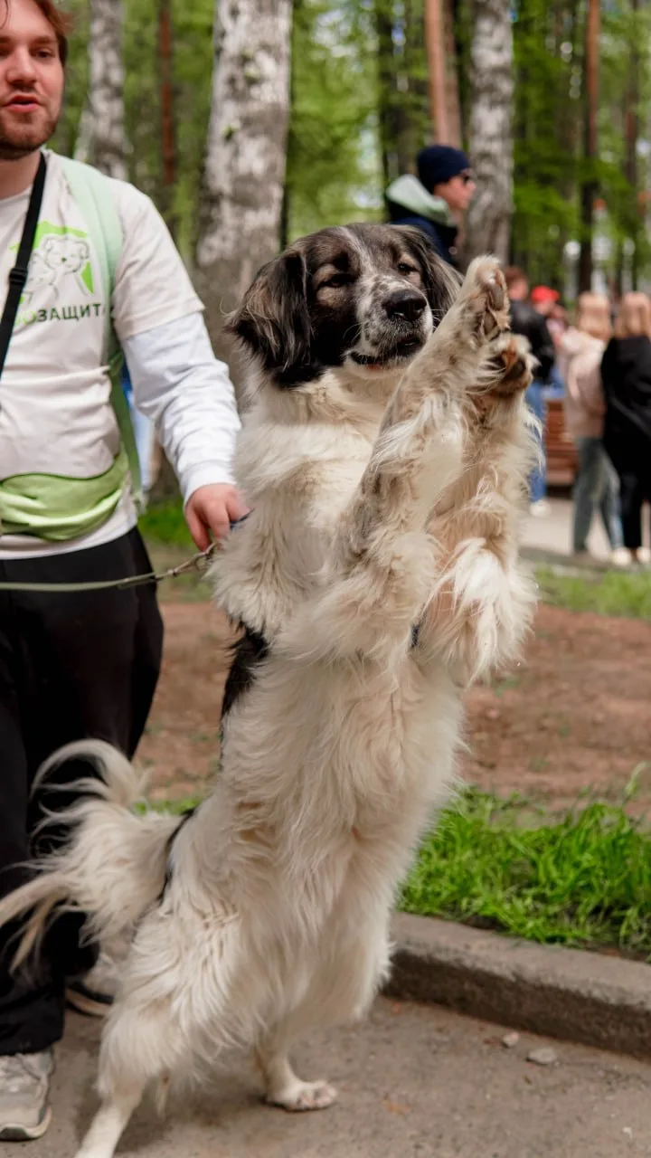 🐕 В парке Маяковского, 23 мая, в парке снова пройдёт фестиваль по пристрою животных «Дорога домой». 