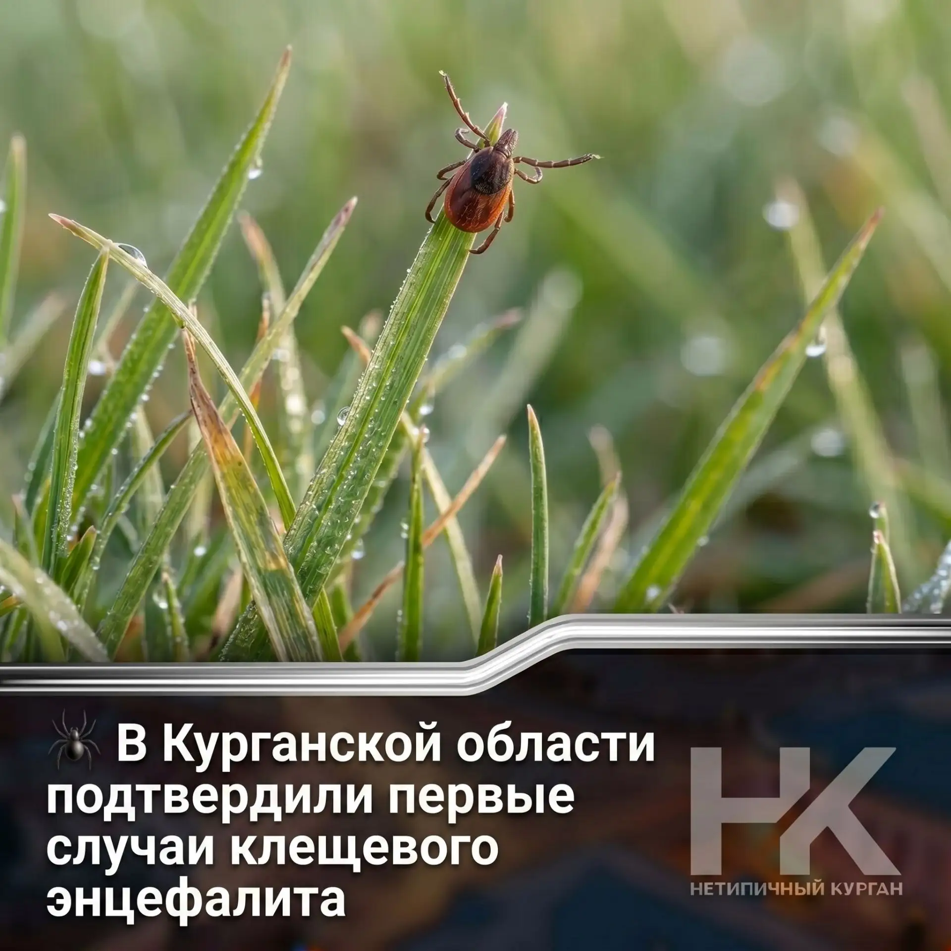 🕷 В Курганской области подтвердили первые случаи клещевого энцефалита

С начала эпидсезона в регион