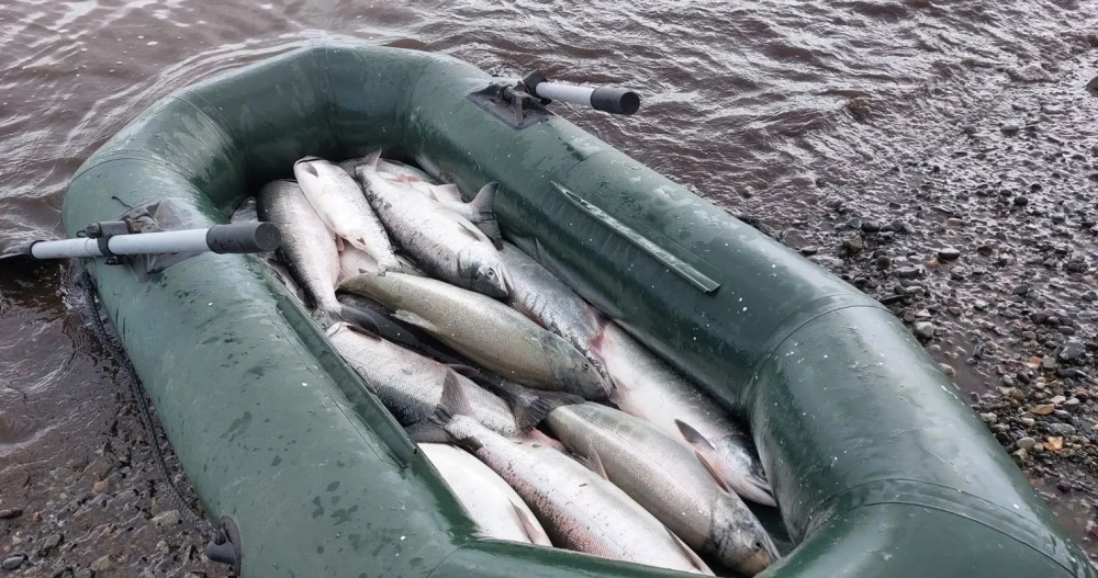 🐟 Округ завершил лососёвую путину с уловом 317,5 тонны, сообщает ИА "Чукотка"