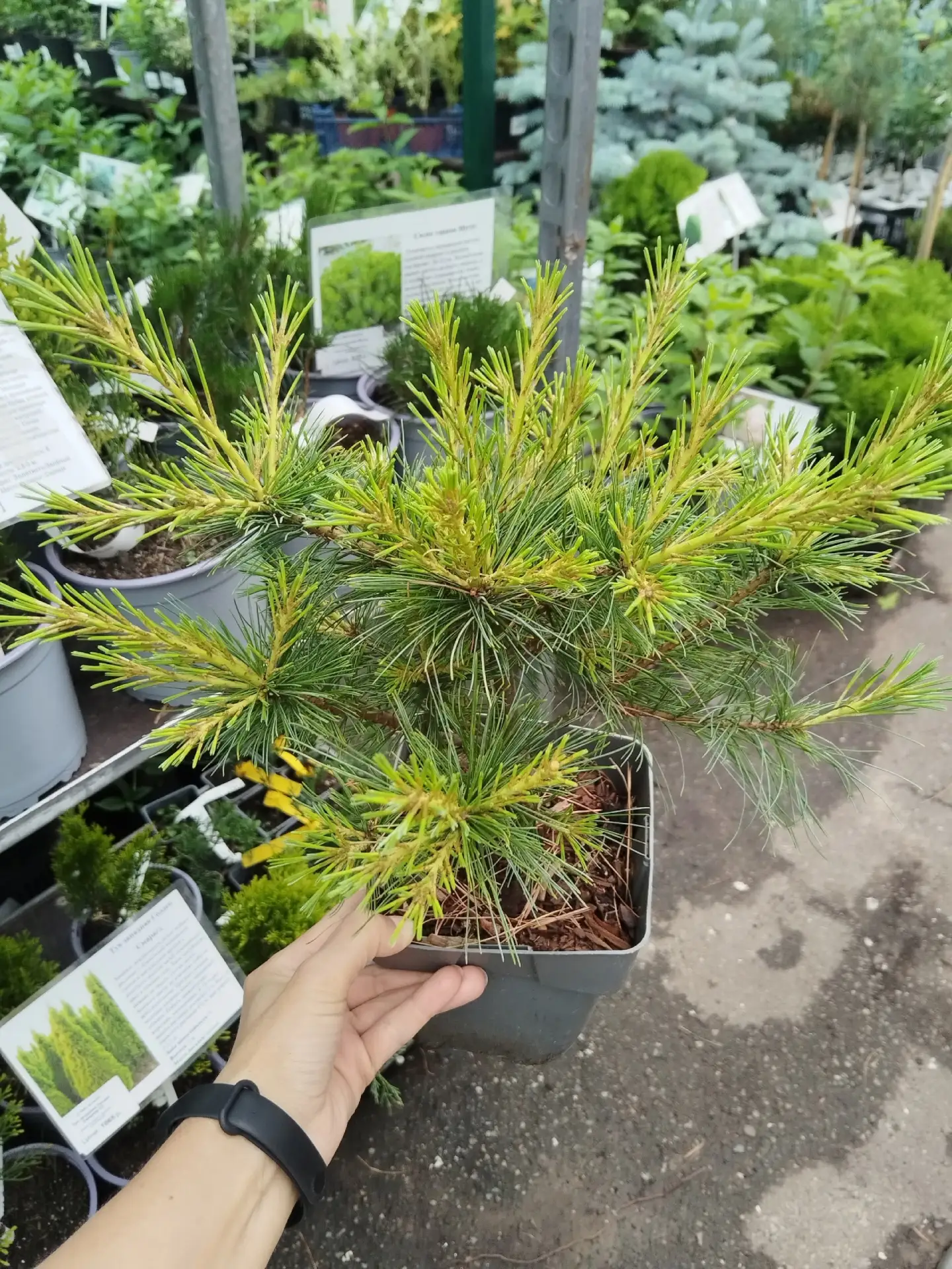 🌲😍Очаровательная карликовая сосна Блю Шэг🌲😍