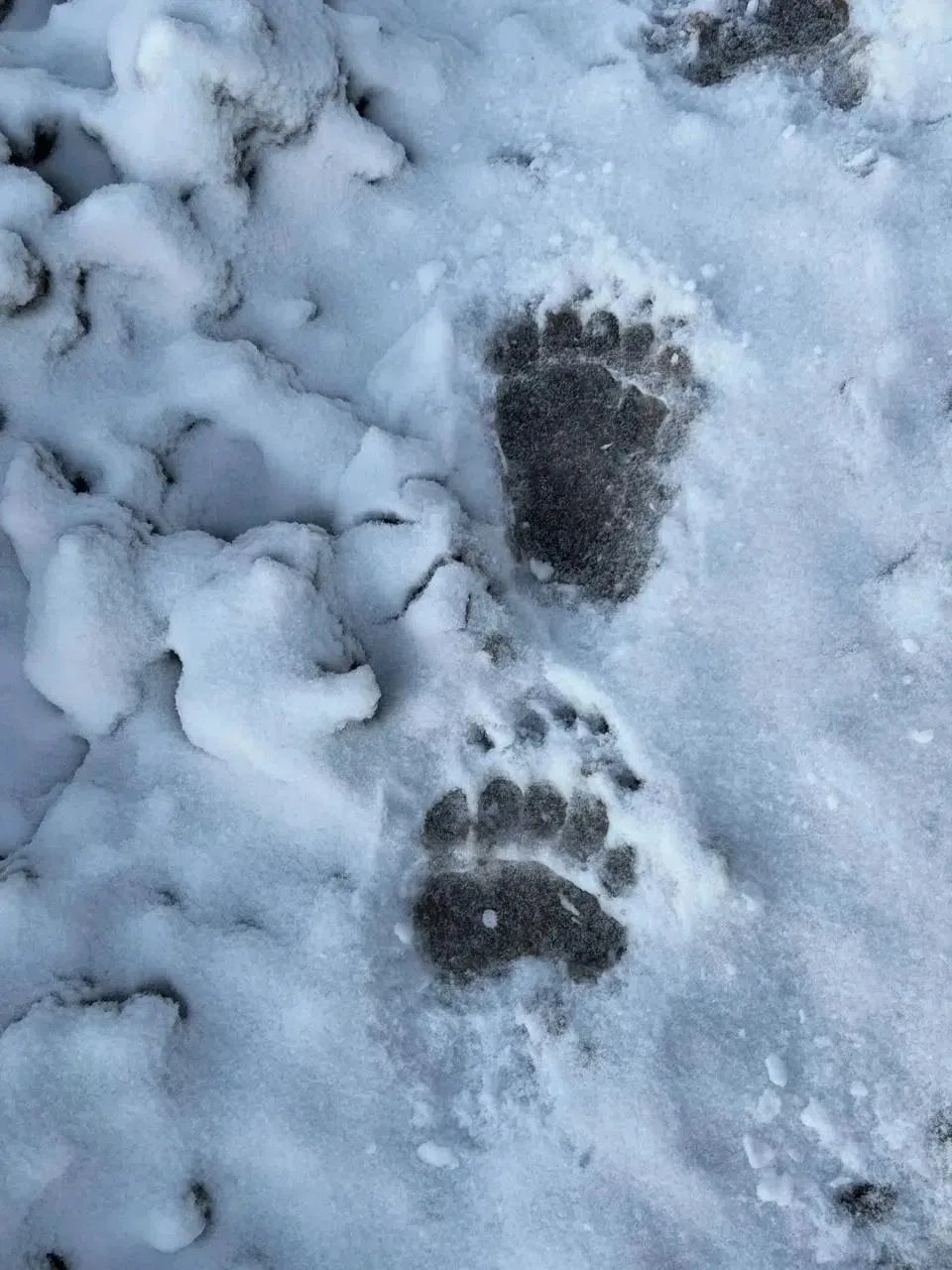 🐻 Медведь замечен вблизи Крутого Лога