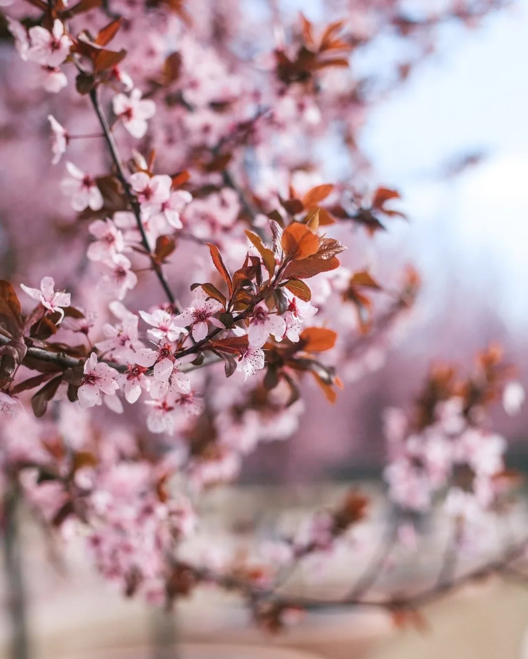 🌸 В Краснодаре начался сезон массового цветения  В Краснодаре стартовал период активного весеннего ц