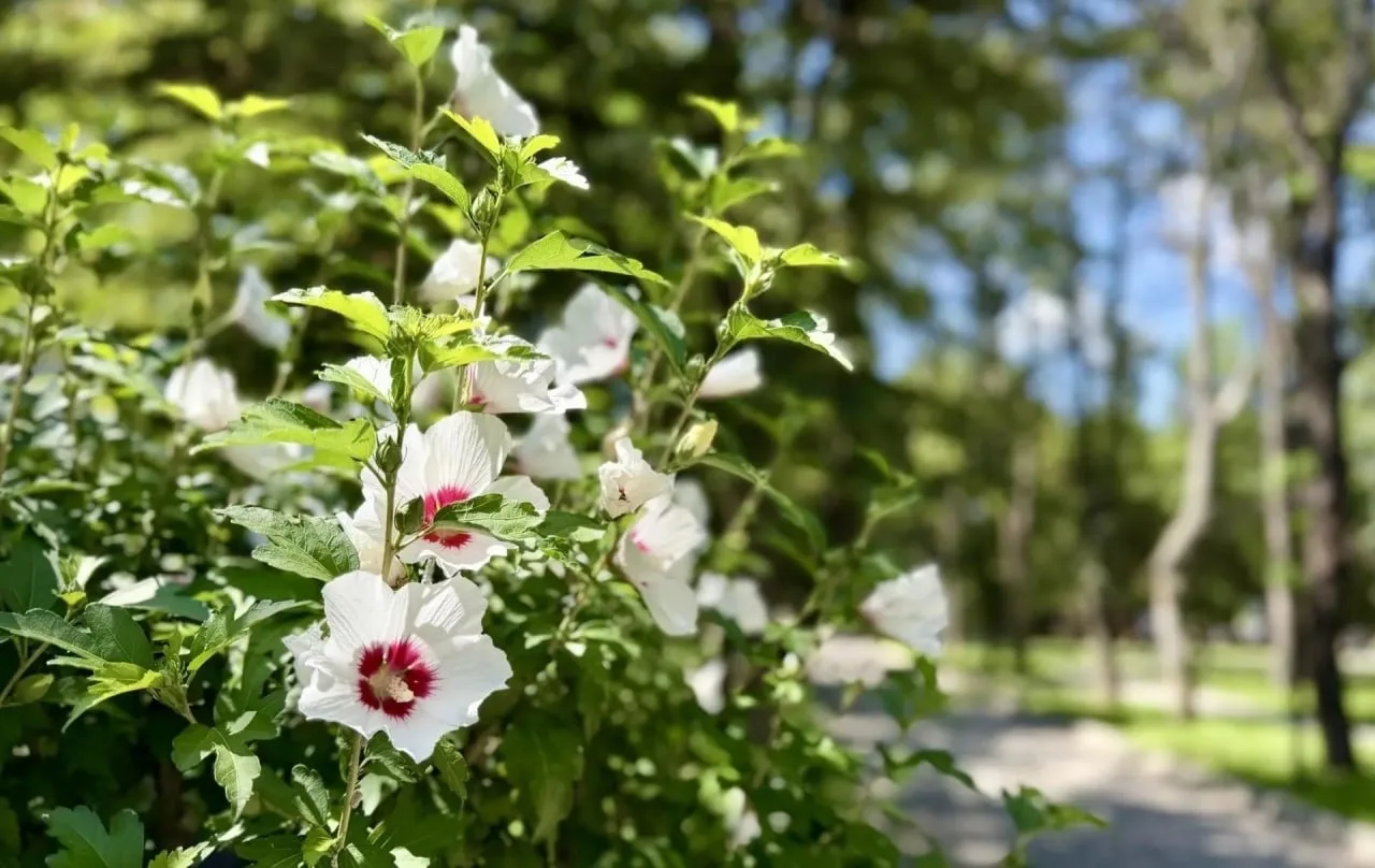 🌺 Симферополь утопает в цветущем гибискусе

Яркие кустарники распустились в Детском парке, парке Га