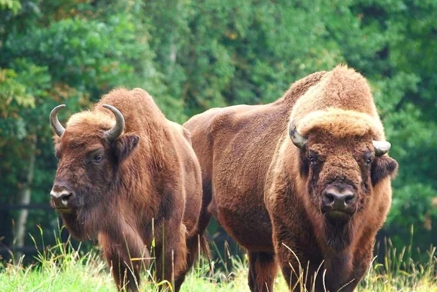 🐃На севере города недалеко от поселка Токсово расположился эко-парк семейного отдыха "...
