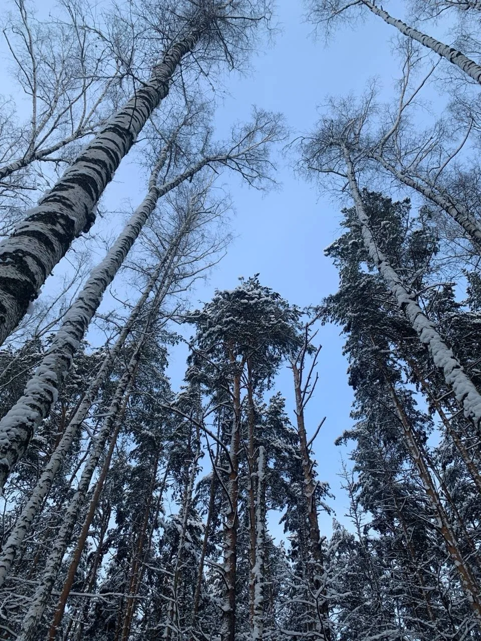 Тишина. Снег. Ожидание чуда.