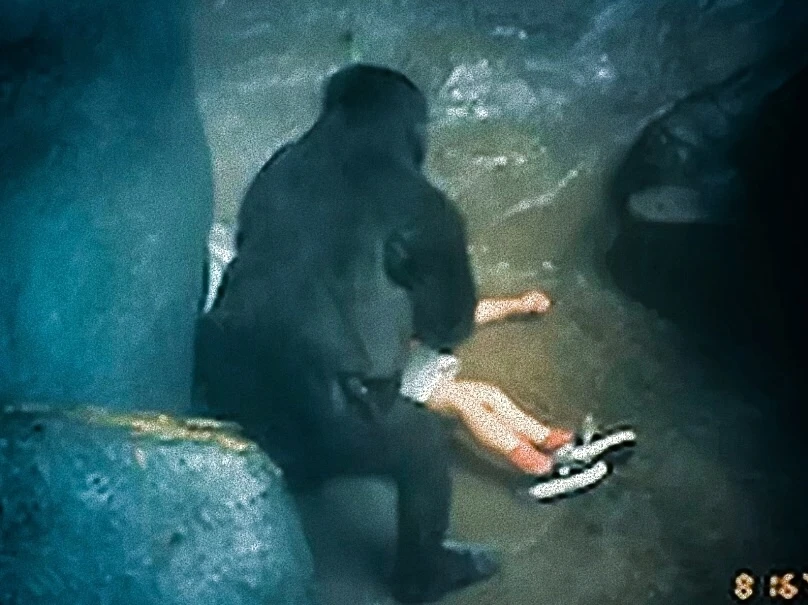 Мальчик упал в вольер к гориллам.

В 1996 году в зоопарке Иллинойса произошёл случай, который облете