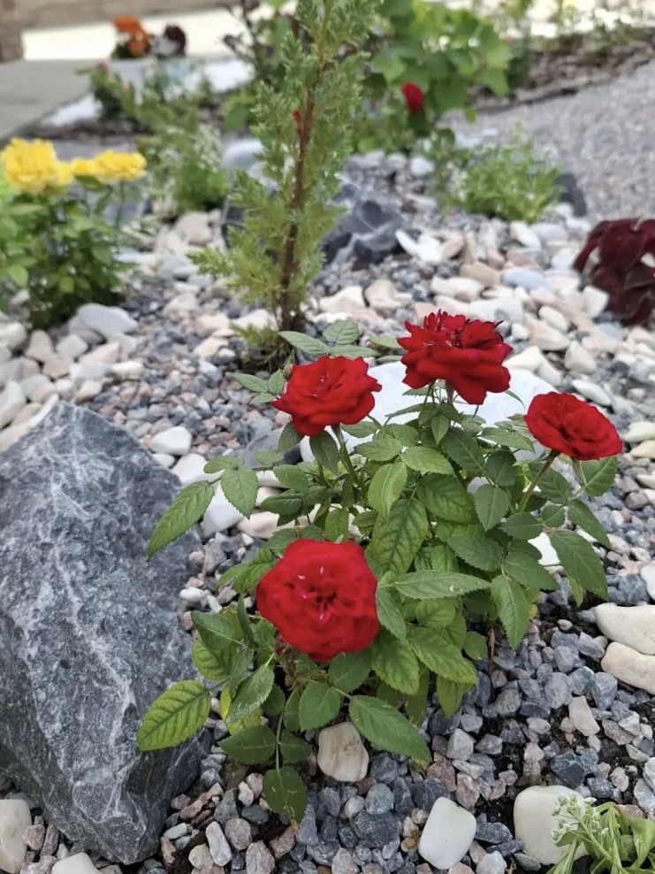 Красота, которая выросла у вас дома 🌿