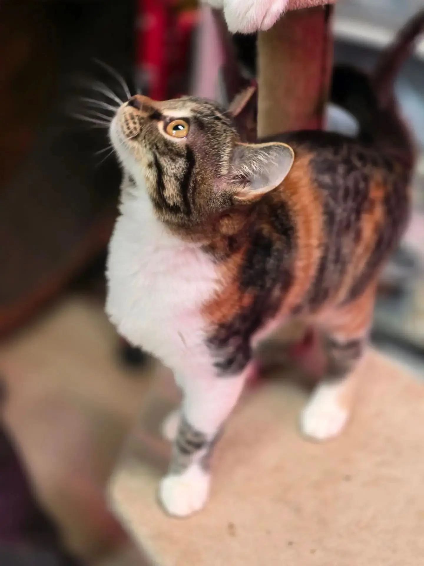 Котята очень хотят домой🙏❤🙏