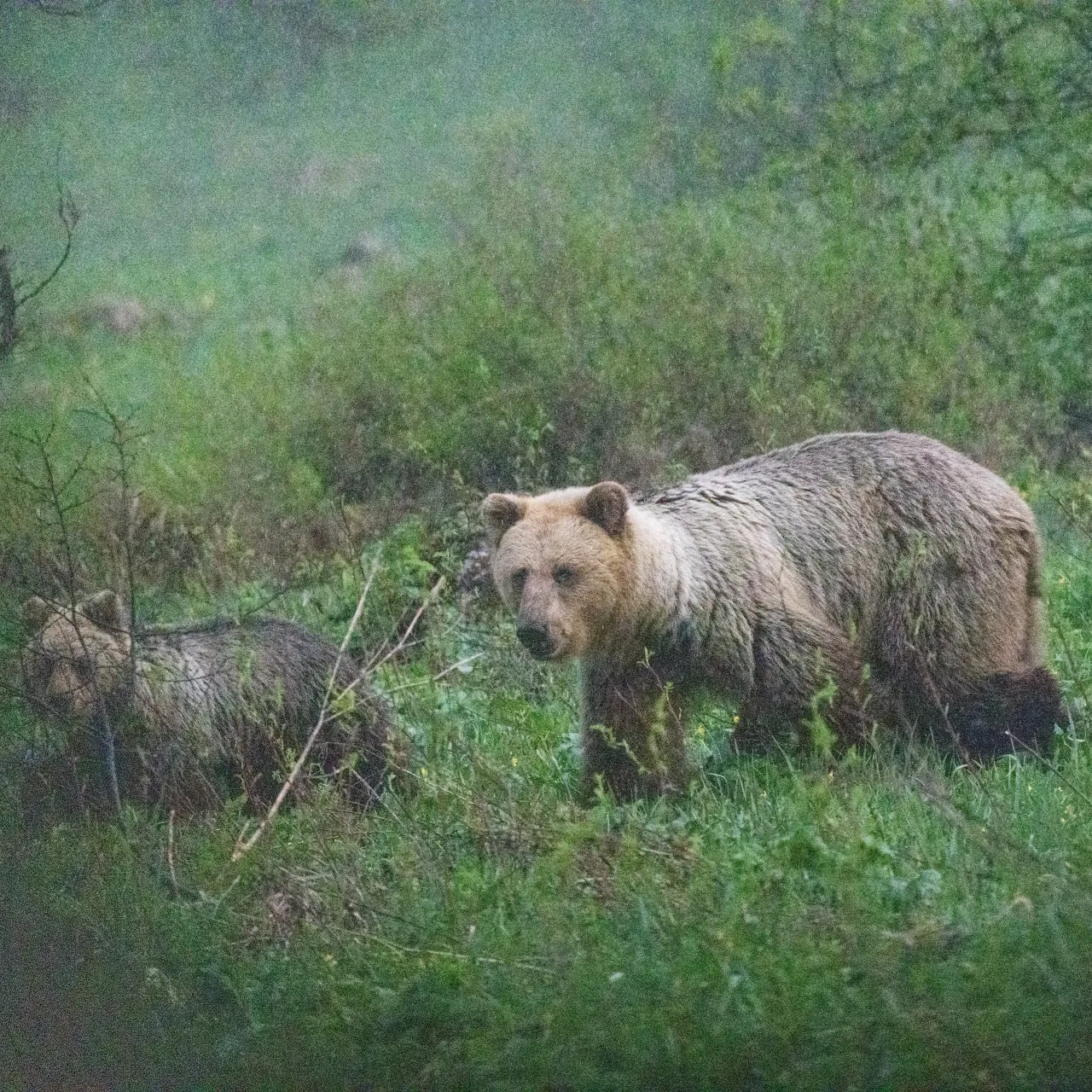 🐻 1420 видов животных зарегистрировано в нацпарке “Башкирия”