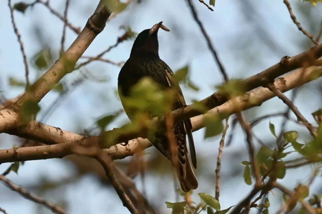 🐦‎Пернатые кормильцы желторотого потомства показали минусинским лесопожарным детали трапезы прожорли