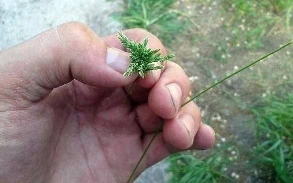 Помнишь, петух или курица?