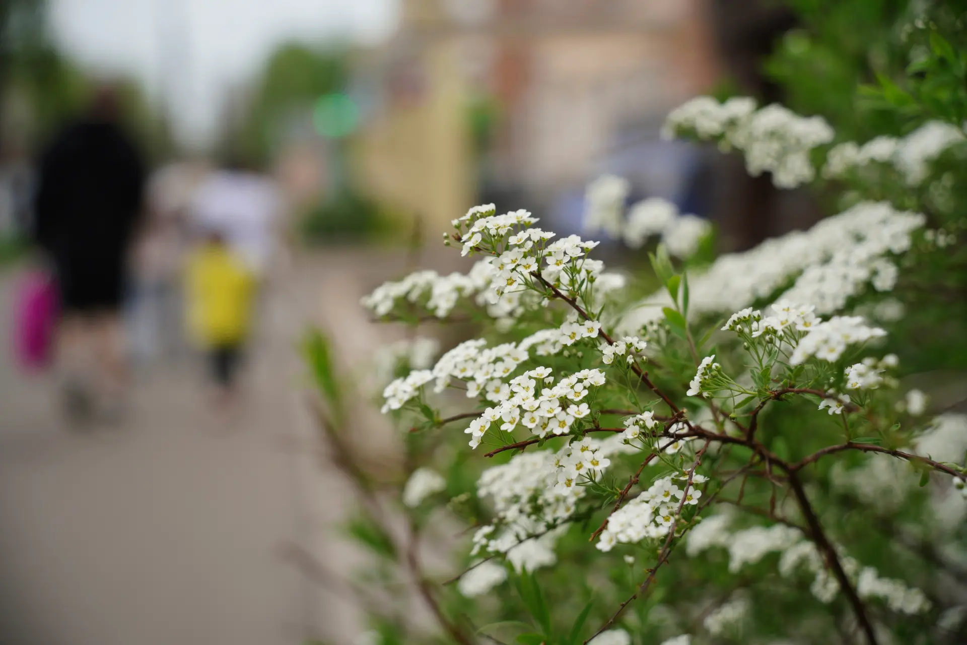 Ухудшение погоды не мешает Вологде цвести и радовать глаз 🌷