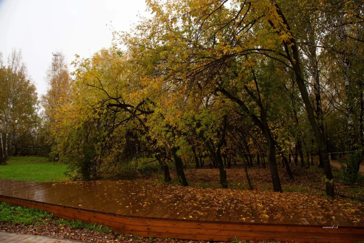 🍂 Под крышей осенних ветвей