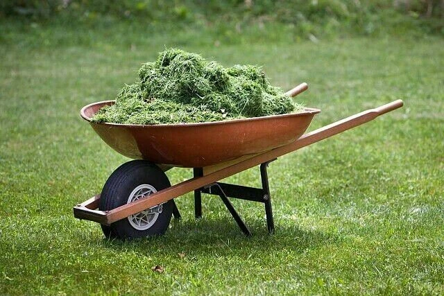 🌱 Myльчирование скoшенной травой: польза или вред?