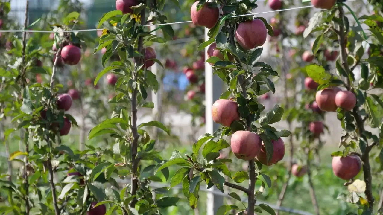 🍎 Первый урожай в школьном саду