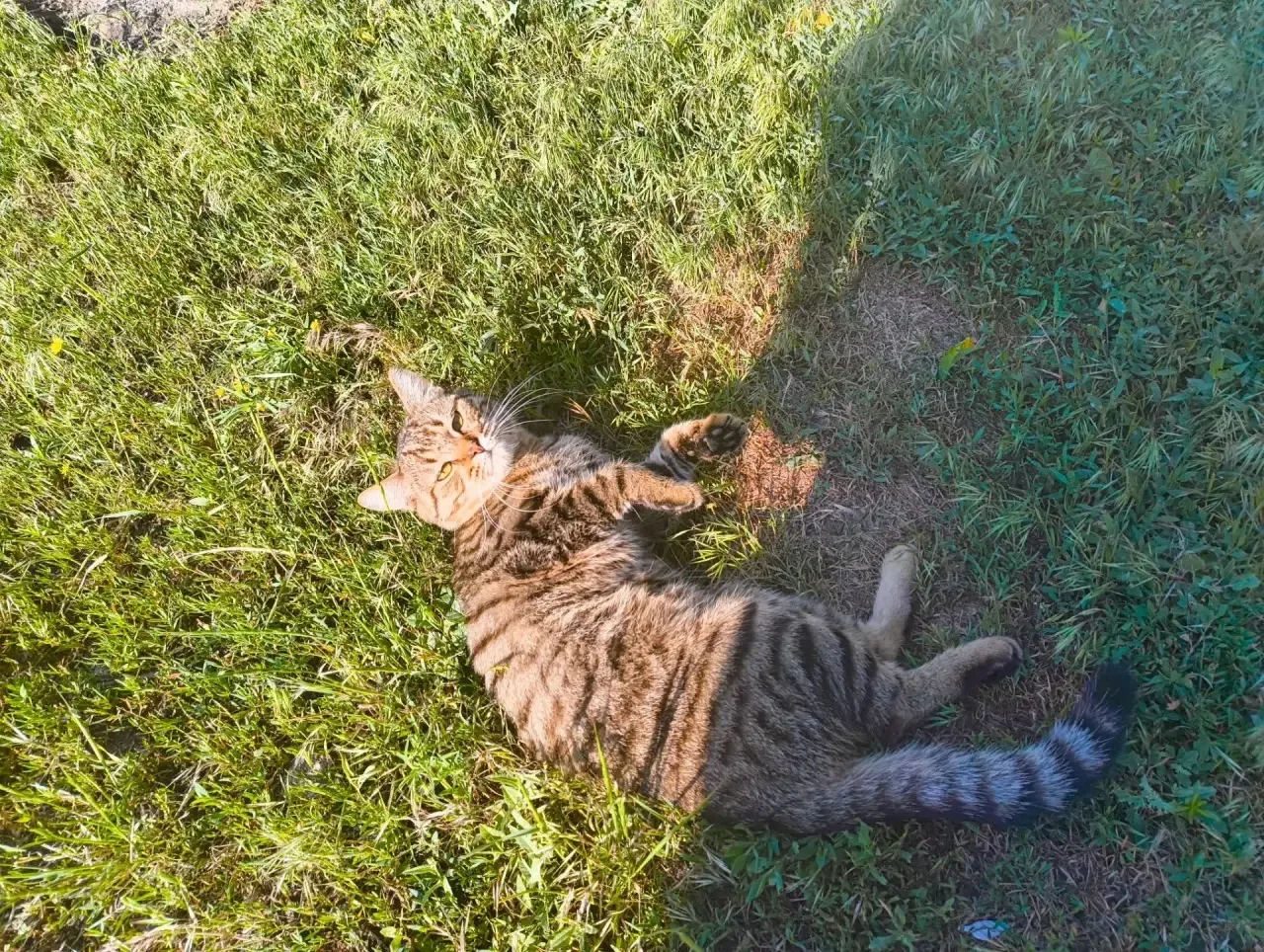 Кому нужен самый лучший полосатик?😿

Друзья, нужна ваша помощь!
К нашему дому приблудился вот этот 