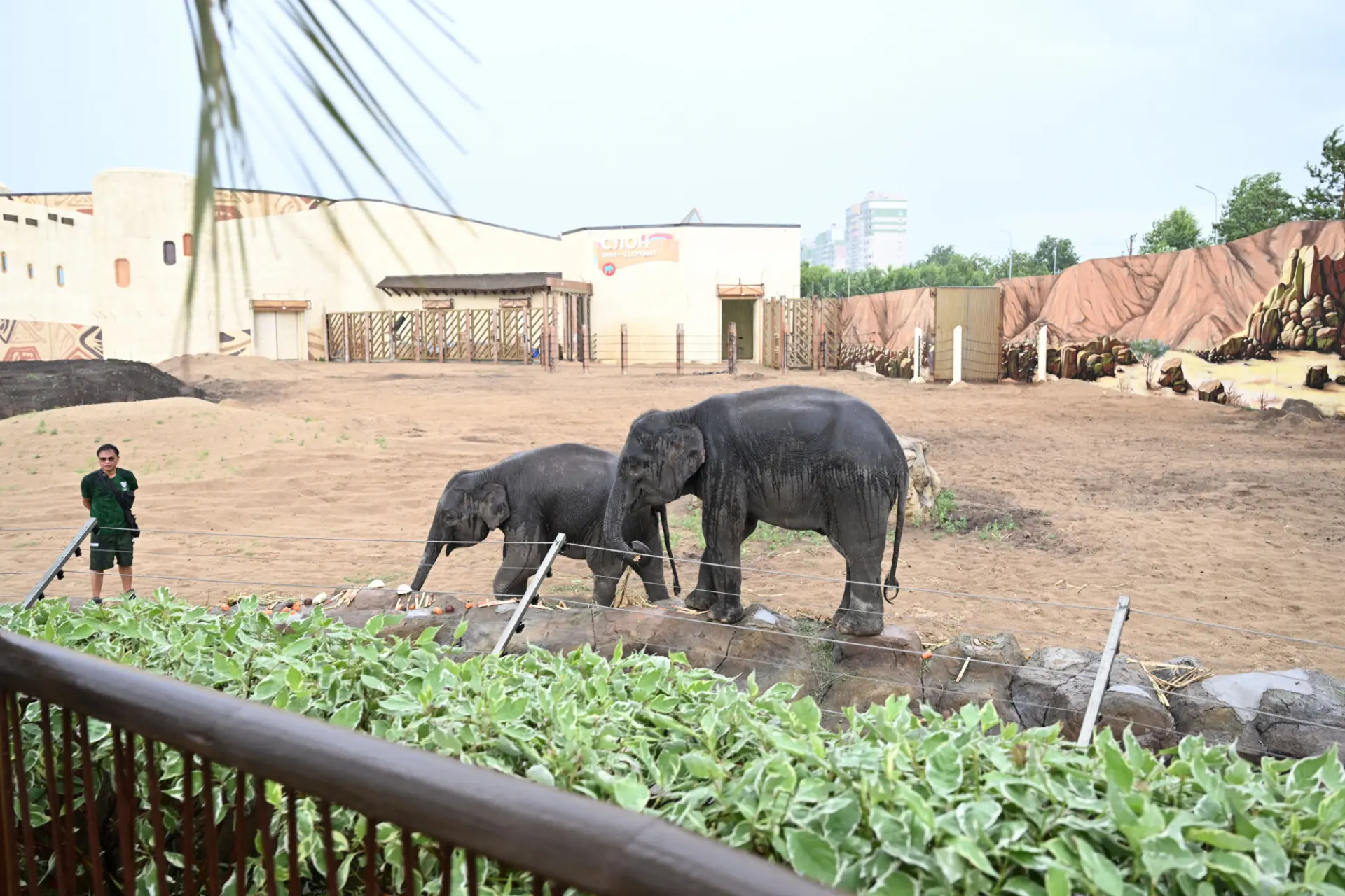 В Казань прилетело настоящее чудо — два юных слона из Лаоса 🐘

Сахар и Удача — так ласково называют