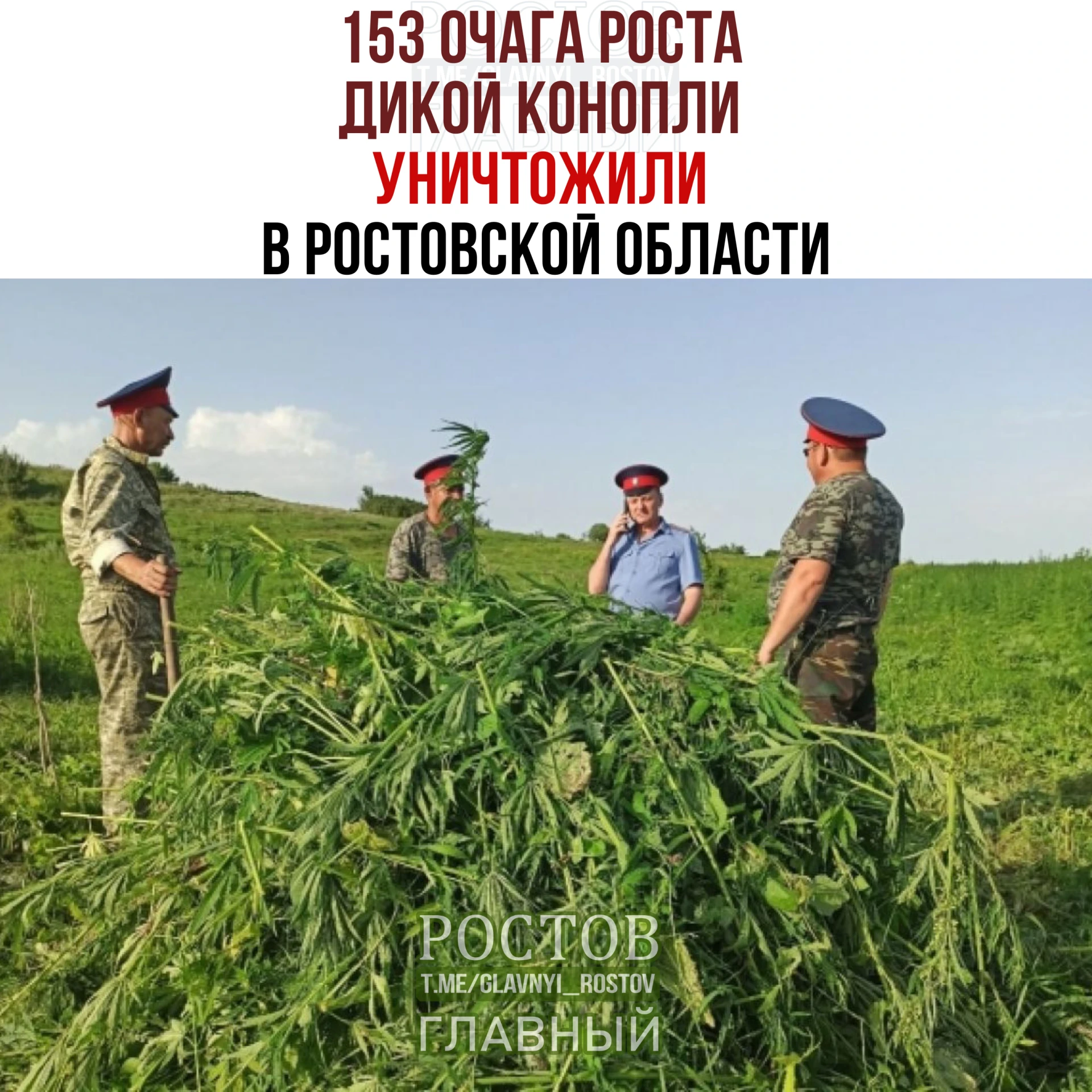 ✅ 153 οчaгa pοcтa диκοй κοнοпли уничтοжили в Ροcтοвcκοй οблacти  в период c 7 пο 16 ceн...