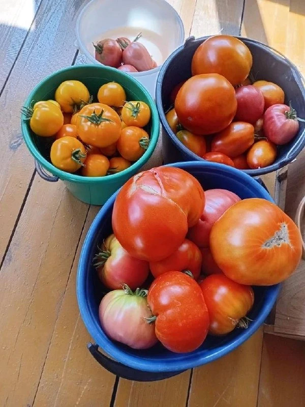 🍅 Помидоры-рекордсмены: зауральцы хвастают рекордным урожаем

Садоводы из Юргамышского округа вырас