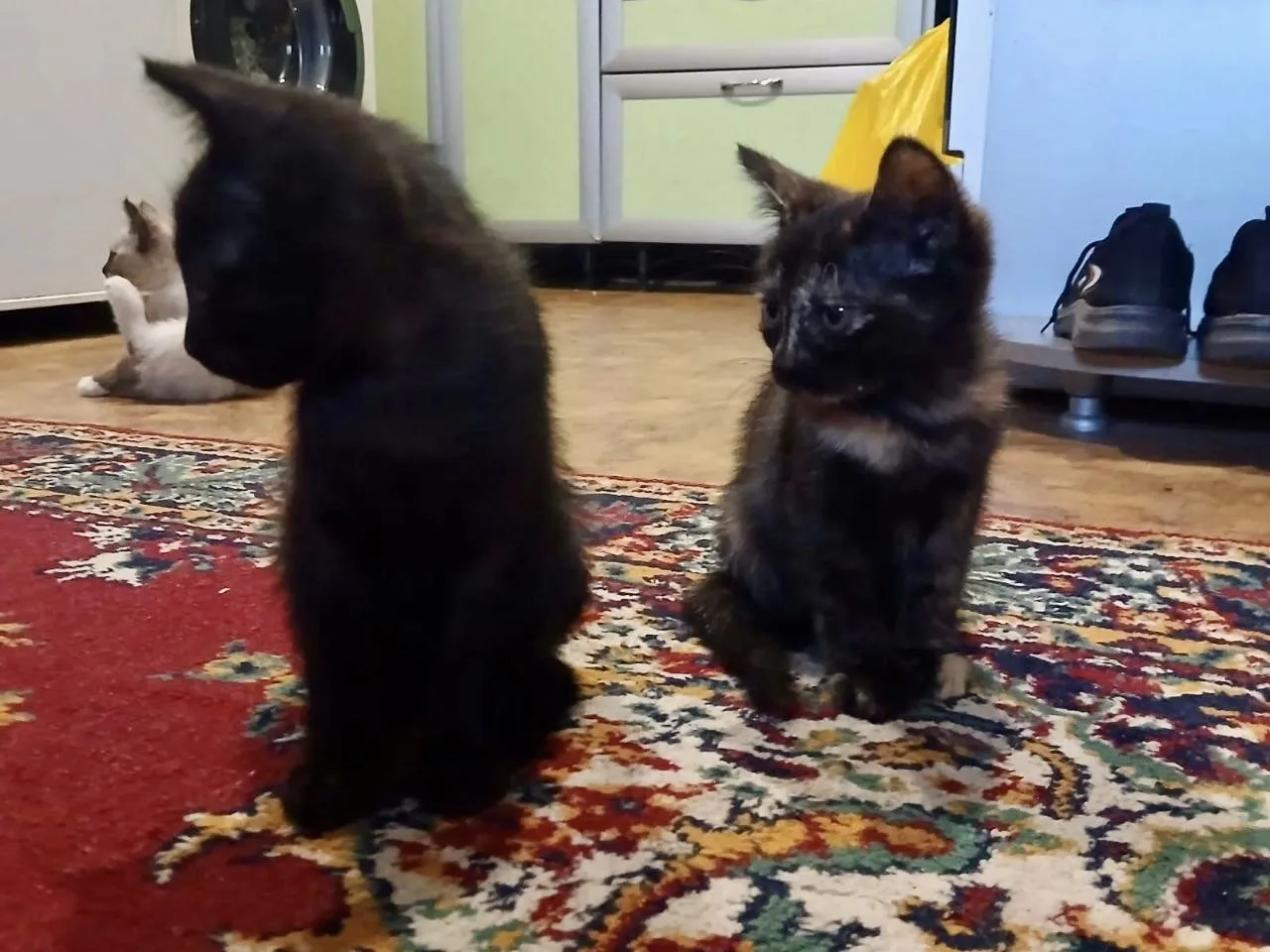 Красивым, приученным к лотку КОТЯТАМ очень НУЖЕН ДОМ!