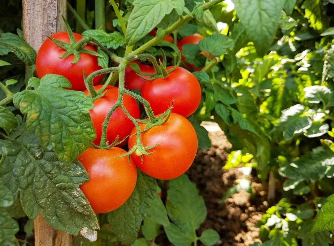Трихопол против фитофторы: помогает ли? 🍅