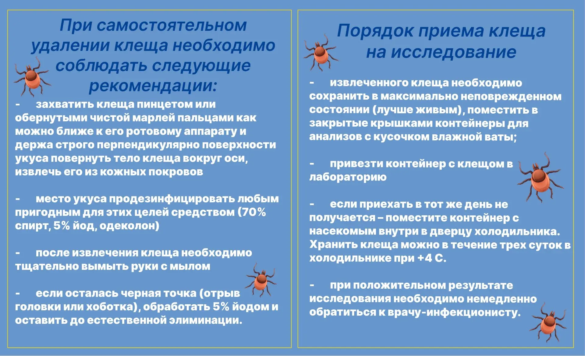 🕷️ Что делать, если присосался клещ?