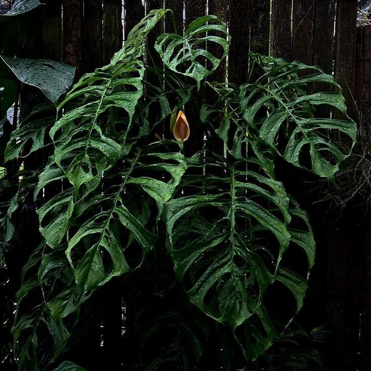 Почему монстера называется «деликатесной»?

🌿Название «монстера деликатесная» связано с её съедобны