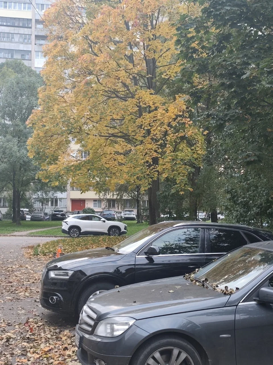 Осеннее Купчино 🍁