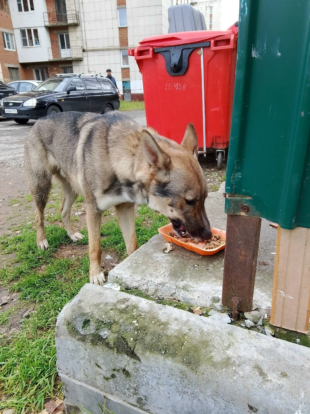 Помогите пожалуйста песику Рэю найти дом!❤🐕🏠