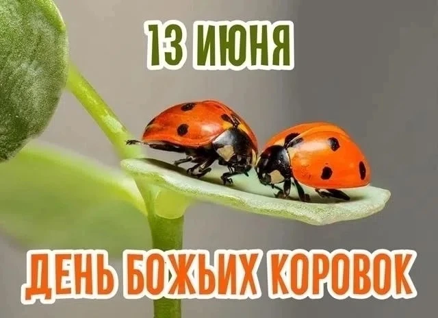 День божьих коровок отмечается ежегодно 13 июня в качестве неофициального праздника. Это день, посвя