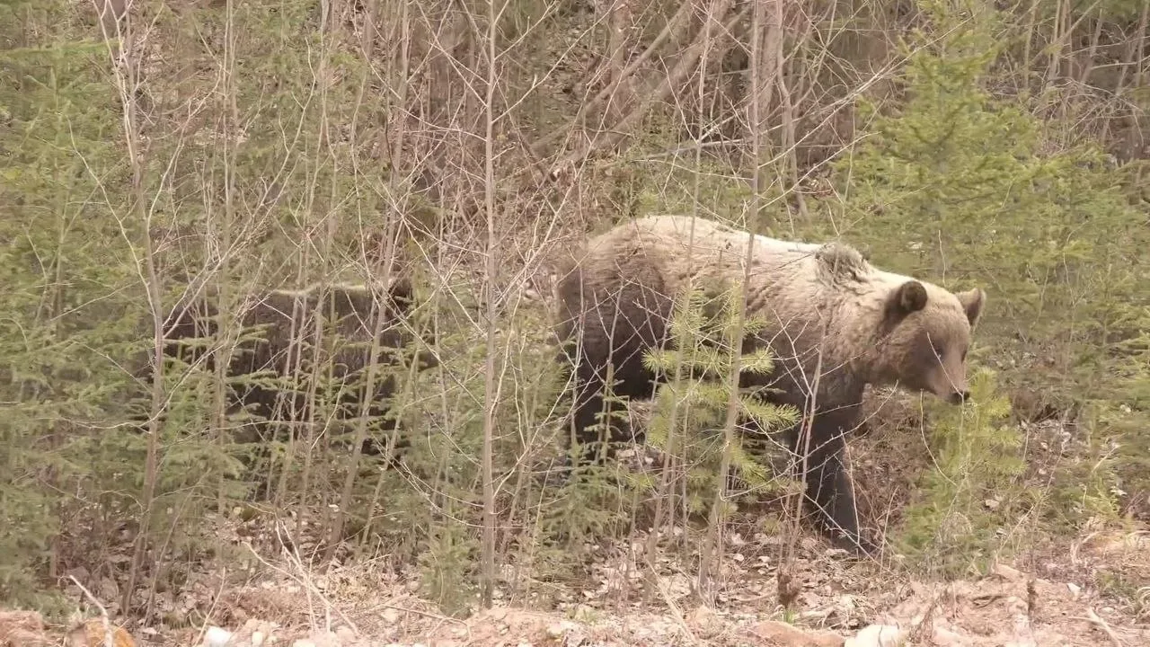 🐻В Усть-Кутском районе продолжают поступать сообщения о выходе медведей к населенным п...