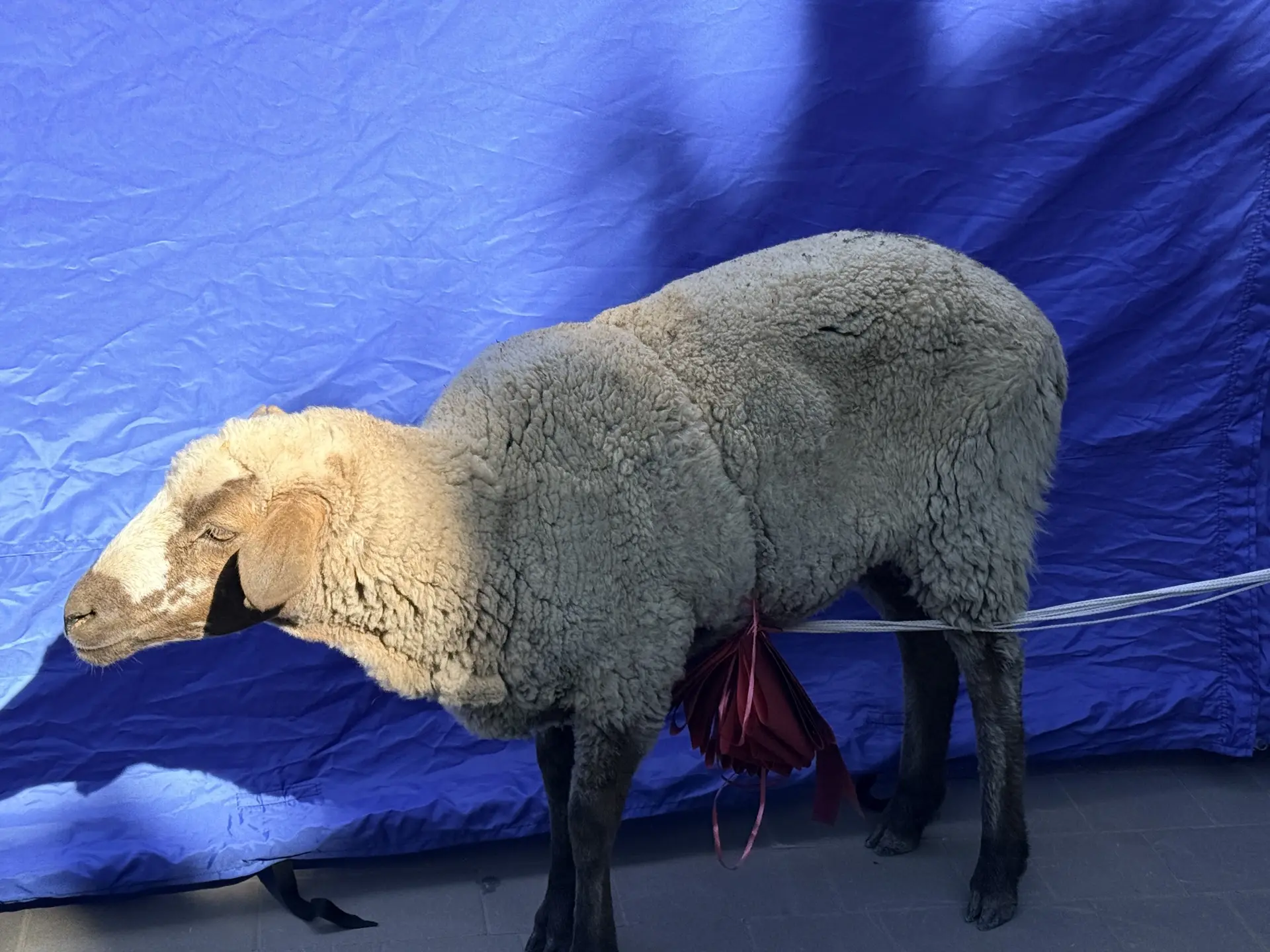 🐏 Барашек уже ждёт своего хозяина: уникальный забег на 1 км в национальных костюмах