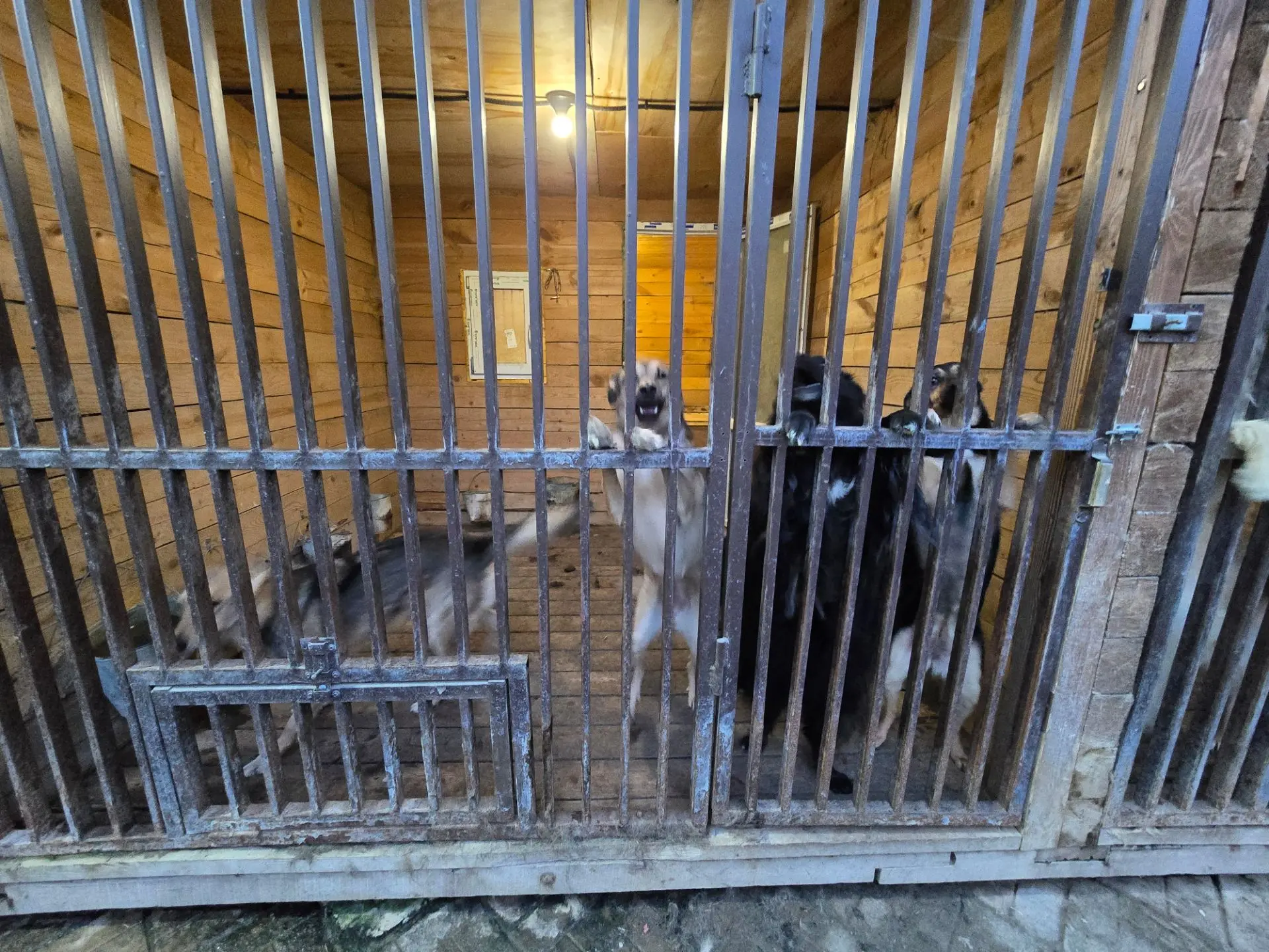 Сегодня в приют приехали поздно. И мы подумали что уже нужна солома. Холодно и пора гот...