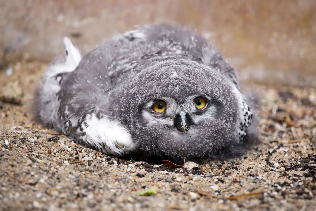 Так выглядят чуда в перьях ❤️

Совушки 🦉
Подпишись 👇🏻