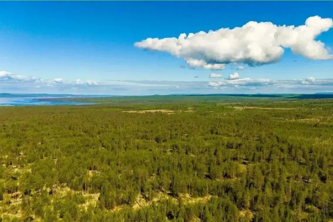 ▎🌲 Защита природы: Игирминский сосновый бор в надежных руках!