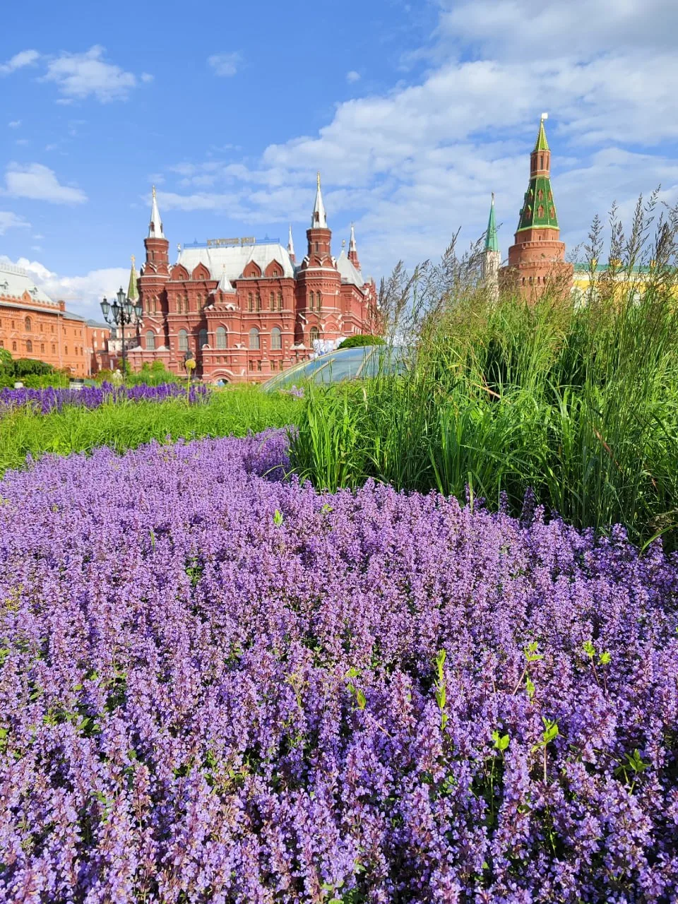 Шалфейные поля на
Манежной площади

Посмотрите какая красота в центре Москвы. Вот сюда нужно обязате