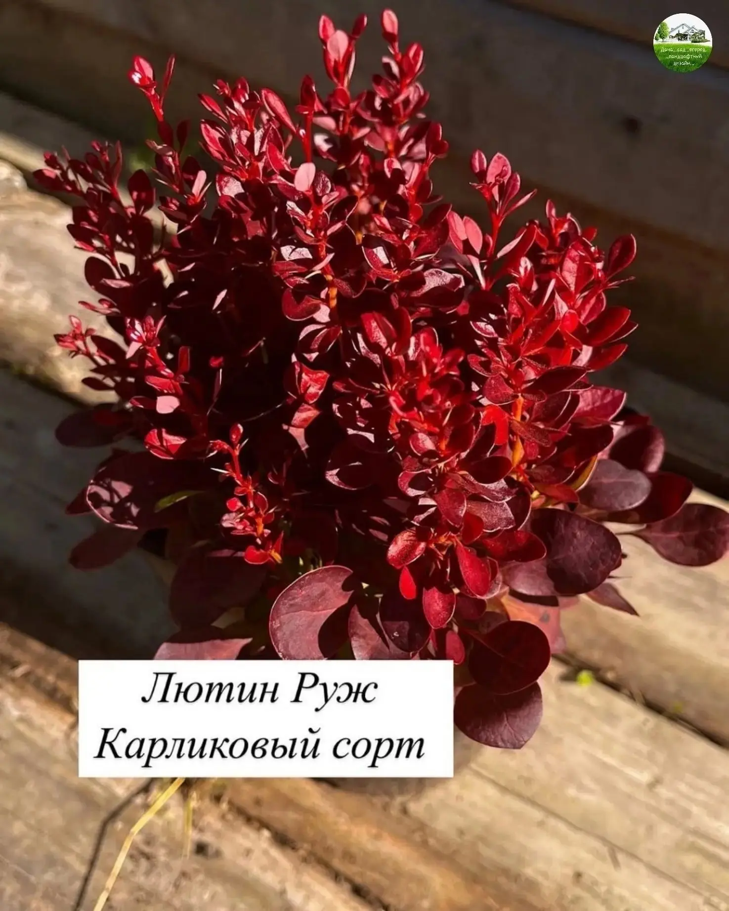 Самые яркие сорта барбарисов на весну.