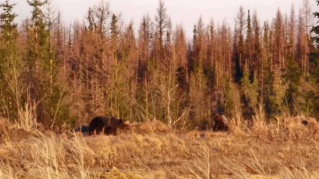 🐻 Два медведя попали в объектив северянки у Аксарки  В Приуральском районе недалеко от села Аксарка 