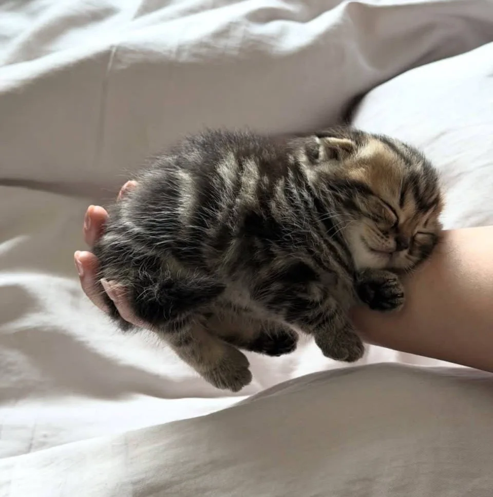 держи кота