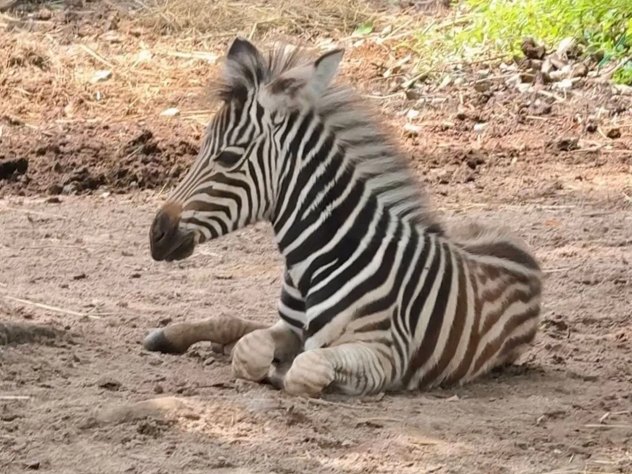 В Кхао Кхео родился полосатый малыш 🦓