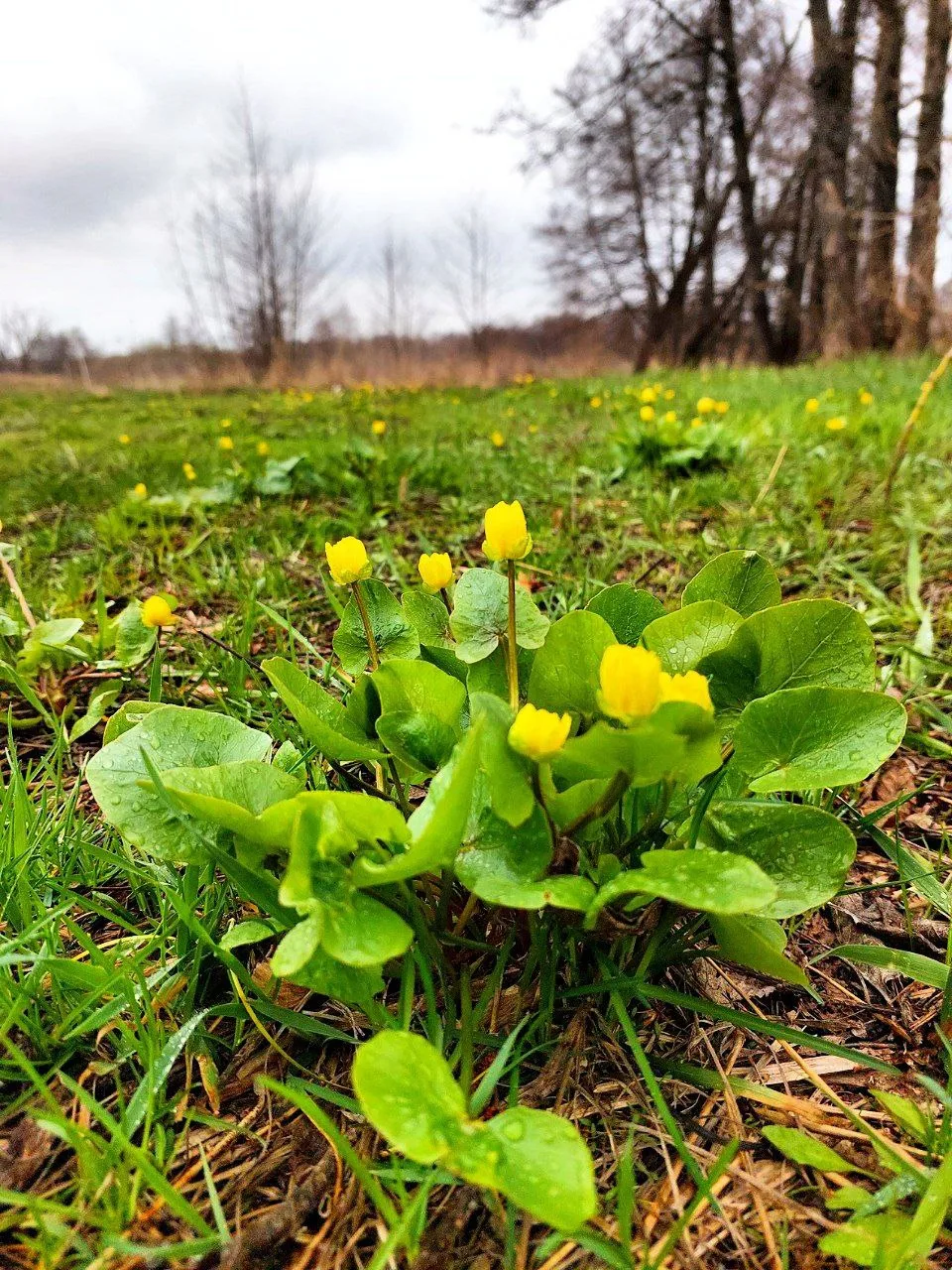 🌸 Весенняя магия в лесах Воронежа! 🌿  Друзья, наступила та самая волшебная пора, когда наши леса укр