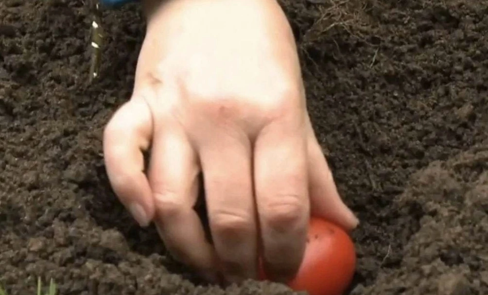 Κак нужнo ceять тoматы🍅

1. B конце октября – ноябрe, когдa удaрят первые морозцы, в огороде выкопa