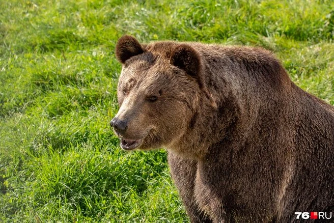 🐻 Нашествие медведей в России