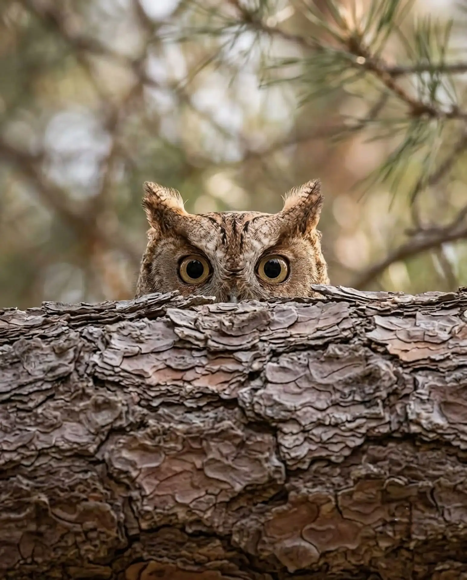 Совка слежку за нами устроила 🤭

Совушки🦉