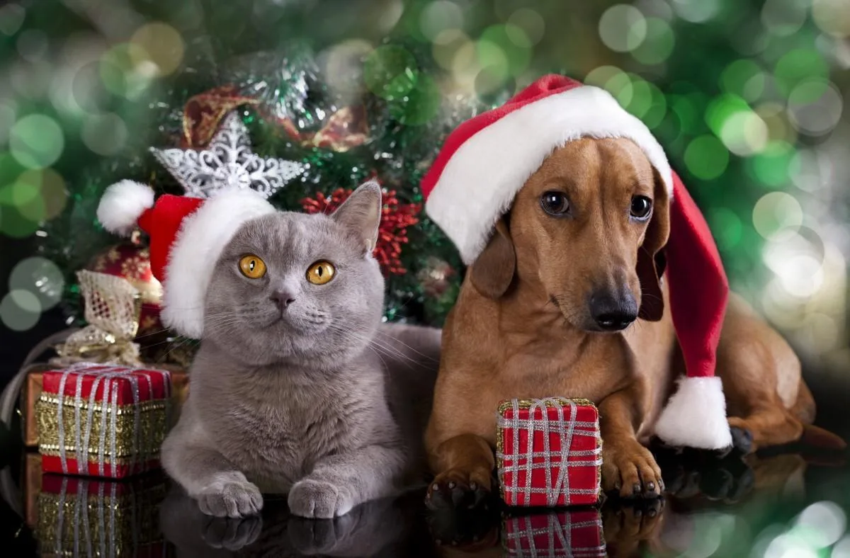 Дорогие наши подписчики! С наступающим Новым годом!